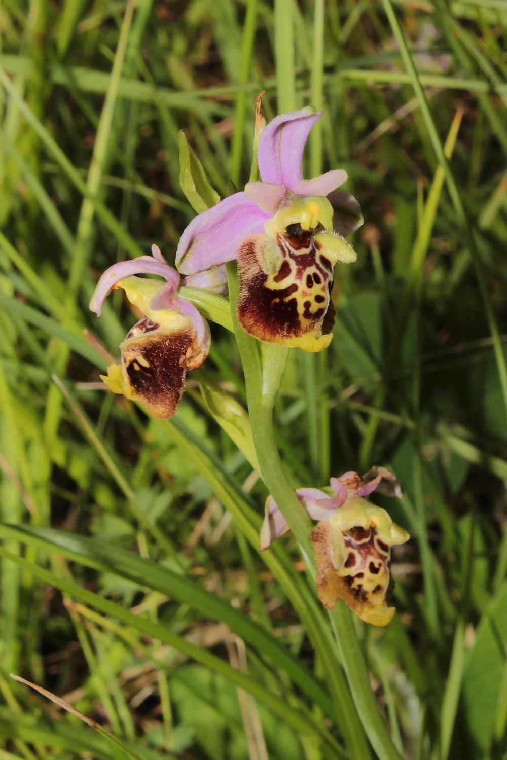 Orchidee Basso PiemonteEntroterra Liguria